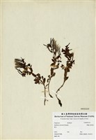 藏品(黑龍江柳葉菜)的圖片